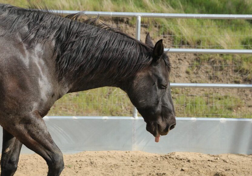 Horse with tongue out in enclosure