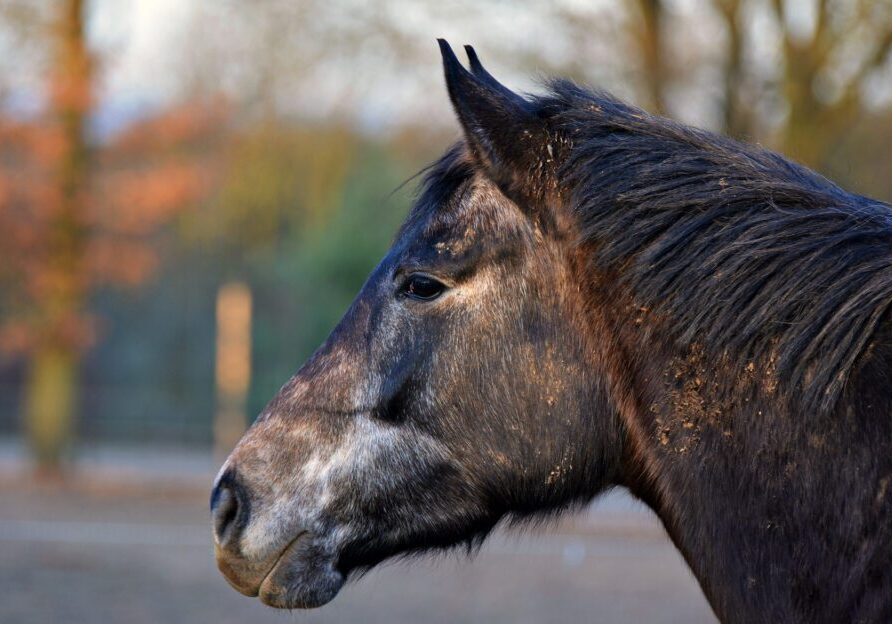 Side view of horse with blurred background