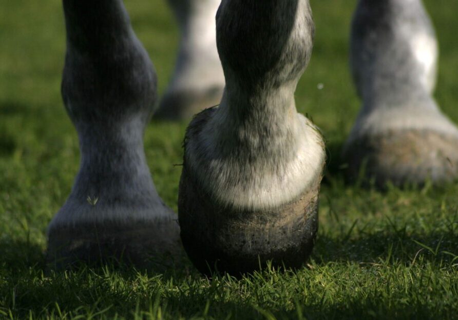 Equine hooves stepping on grass