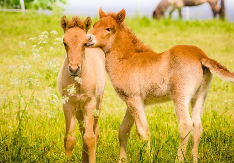 Young horses playing in green meadow.