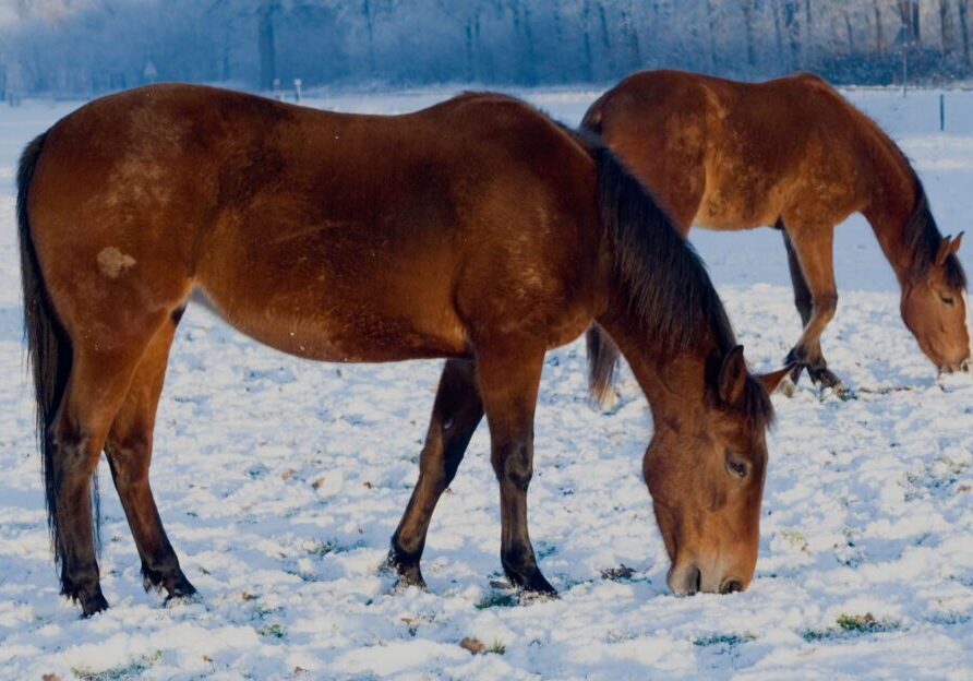 Horses grazing in a snowy field