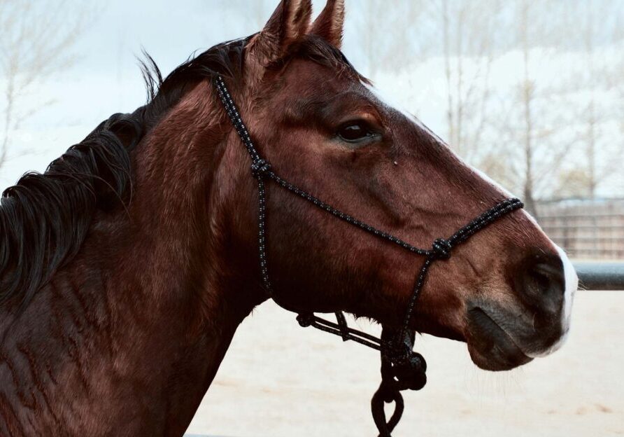 Brown horse with rope halter