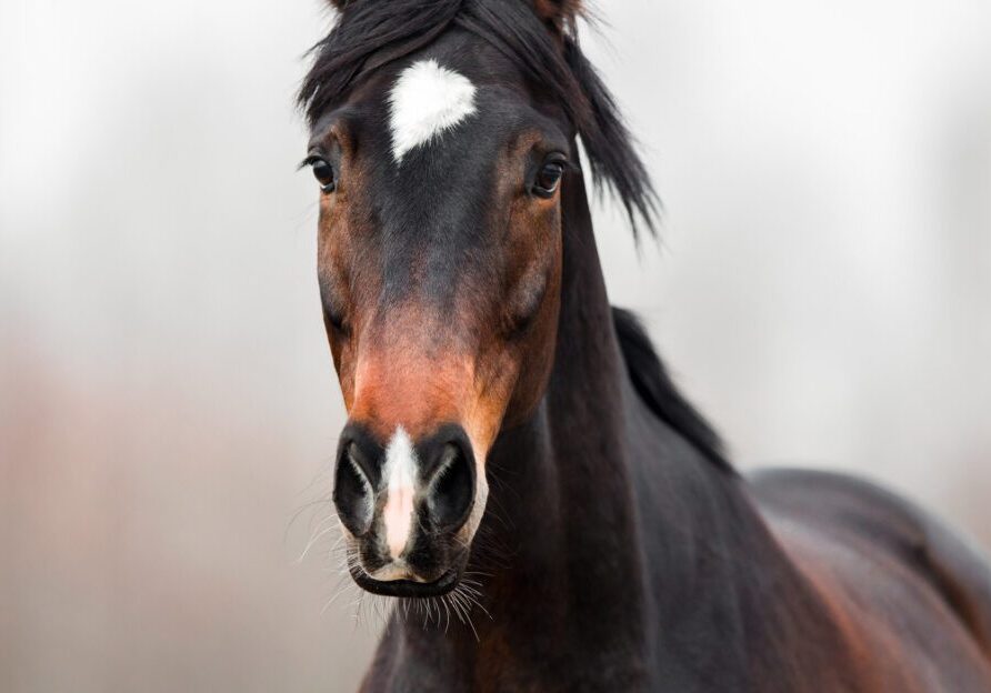 Brown horse with white forehead mark