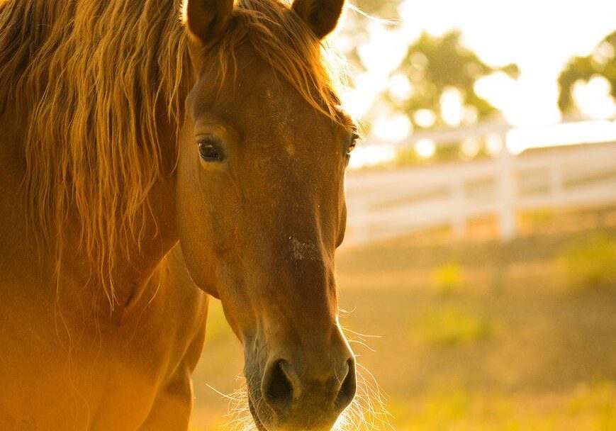 Horse with flowing mane in field