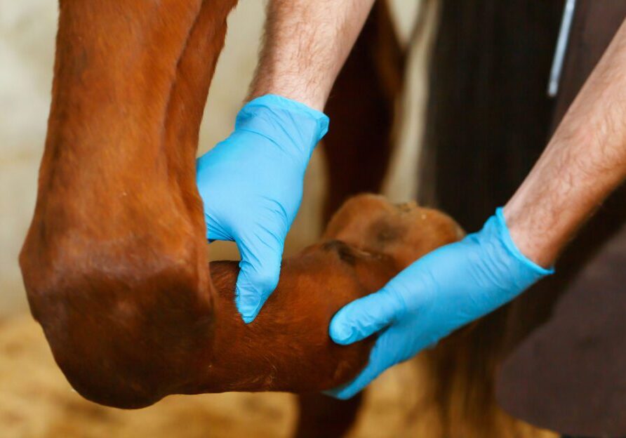 Horse leg examination by vet