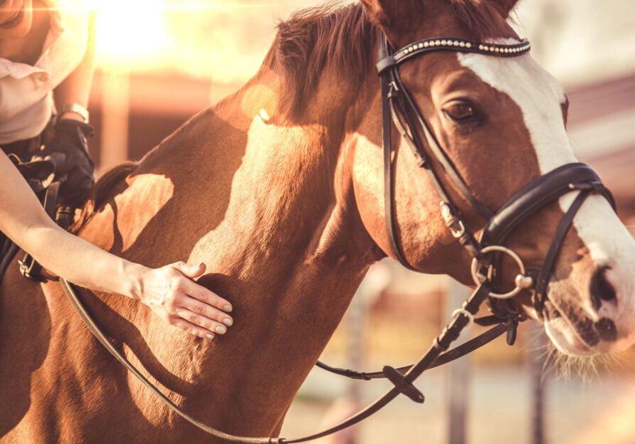 Close-up of a horse being petted