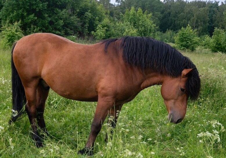 Peaceful horse in grassy landscape