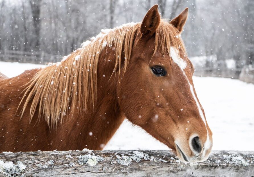 Horse standing in winter landscape