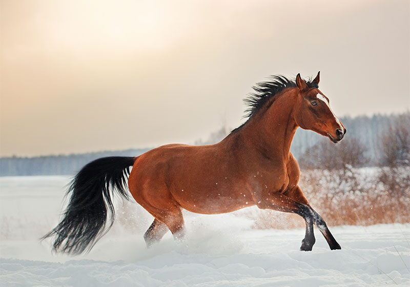 Brown horse galloping in snowy field