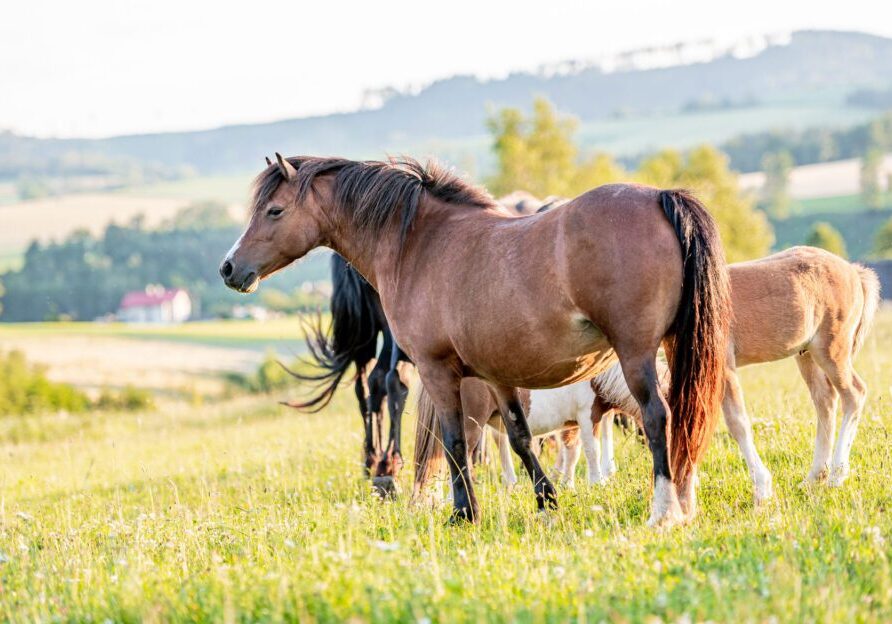 Horses grazing in a sunny field