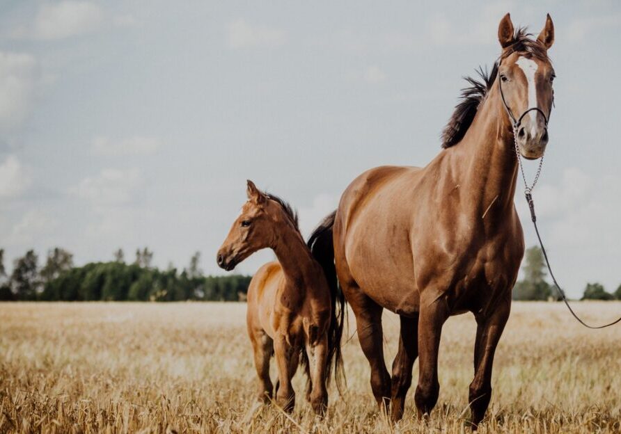 A mare and foal standing in a golden field under a cloudy sky.