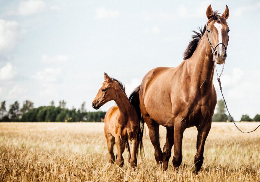 Mare and foal under blue sky