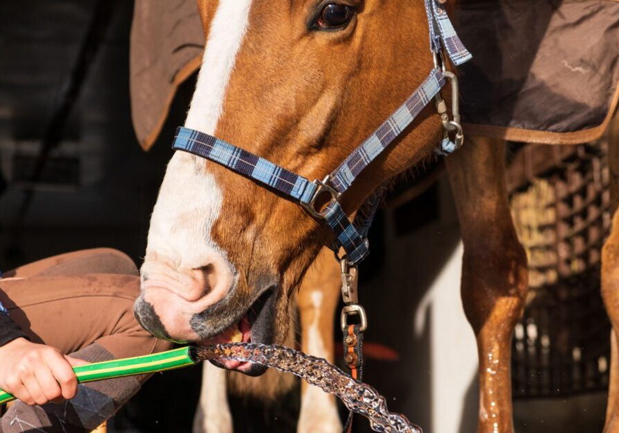 Brown horse with blue halter drinks