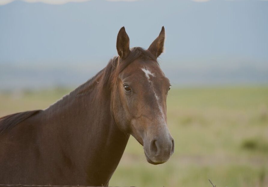 Brown horse in a grassy field