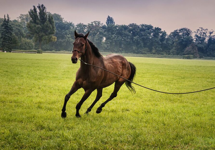 Horse trotting in green field