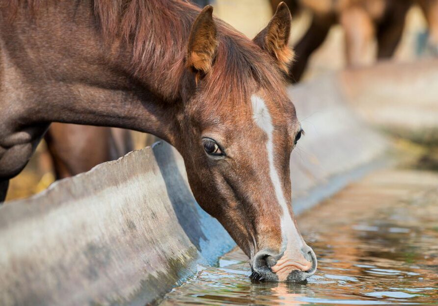 Horse drinking water from a trough