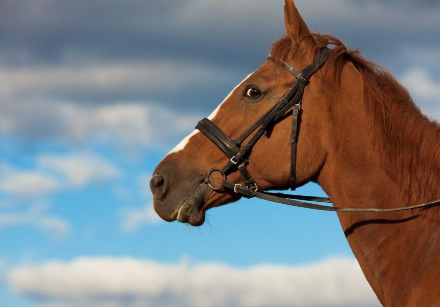 Brown horse against cloudy sky
