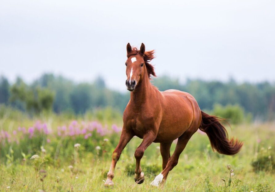 Brown horse galloping through a field