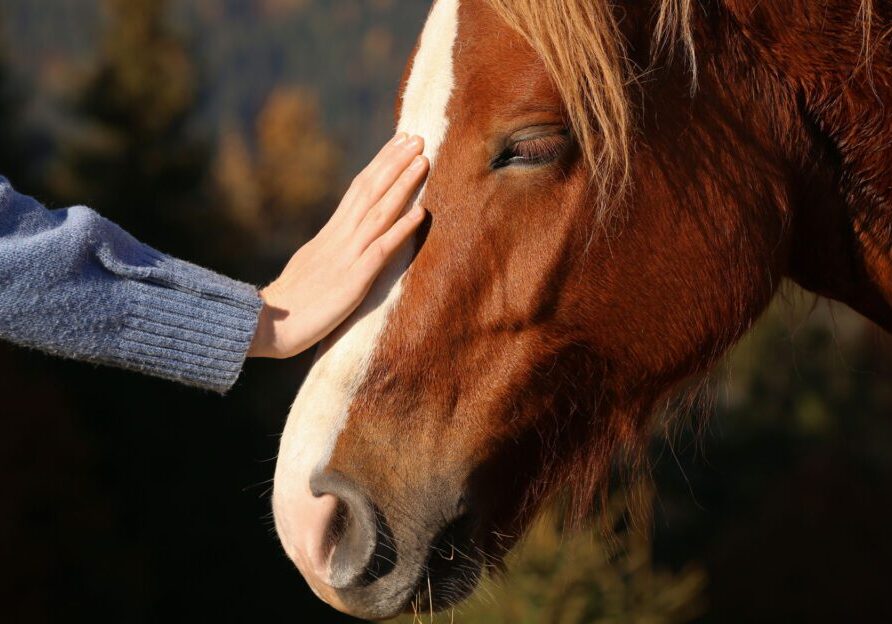 Person petting a brown horse's face