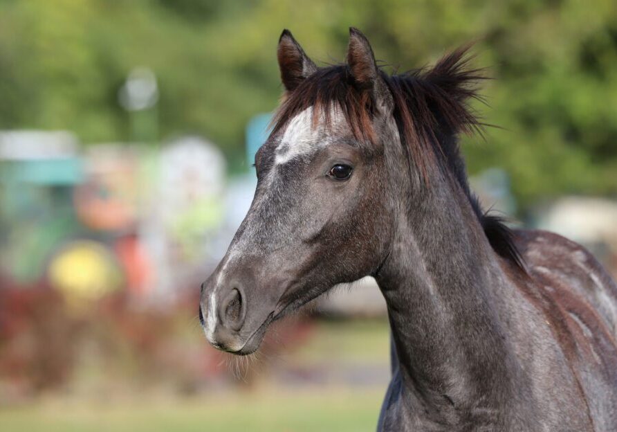 Young horse with dark mane