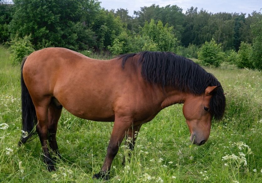 Grazing horse with dark mane