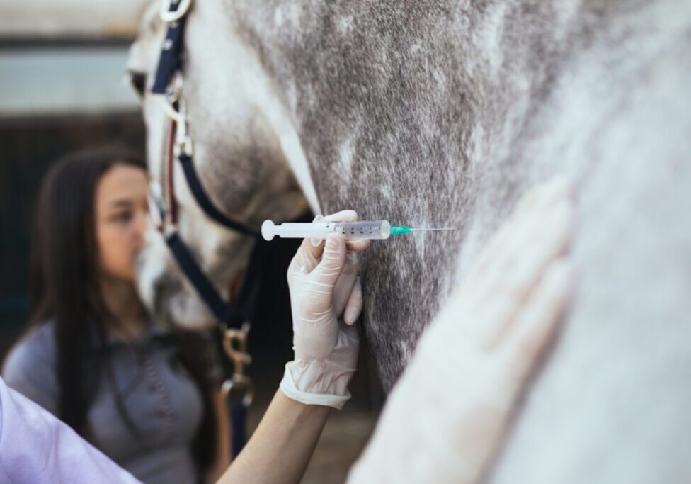 Veterinarian administering injection to horse