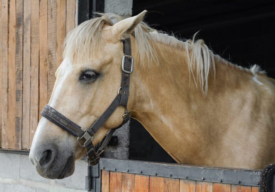 Blonde horse peering from wooden stall