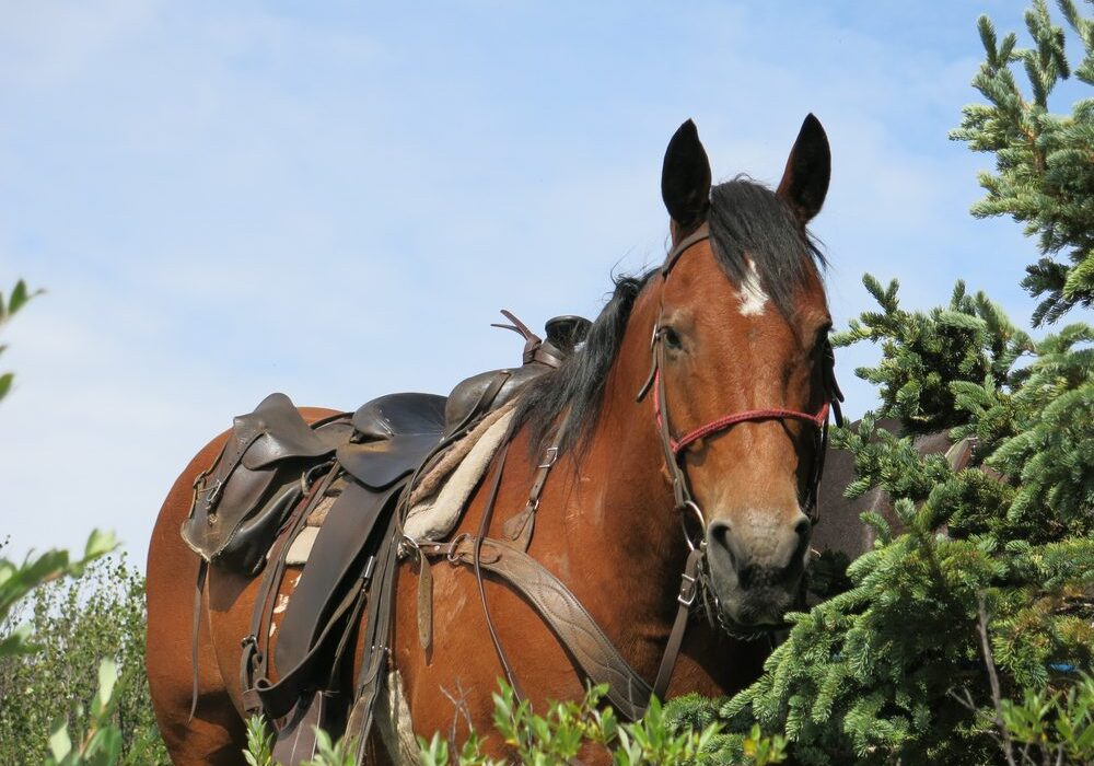 Saddled horse outdoors under blue sky