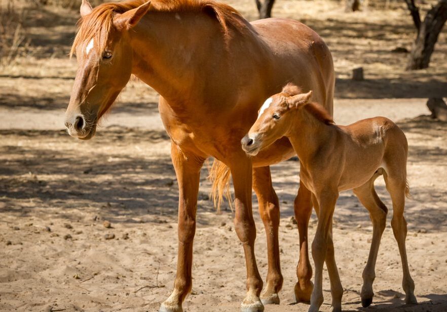 Brown horse with its young foal