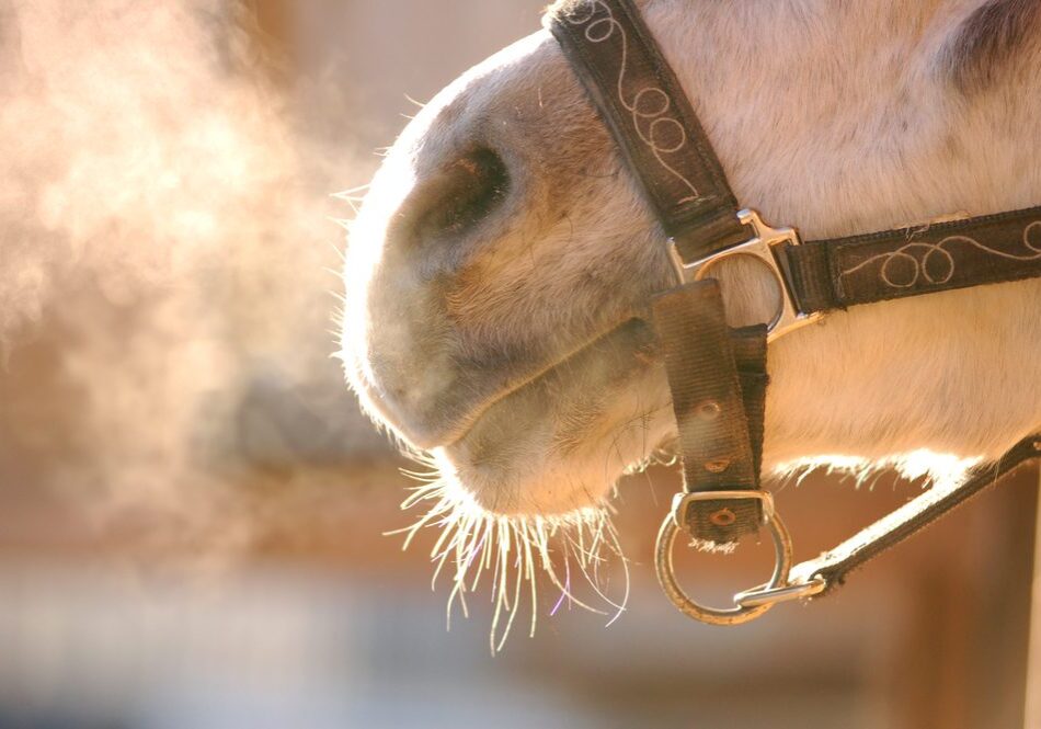 Close-up of horse muzzle with bridle