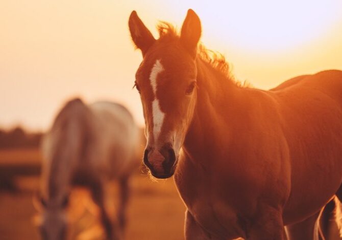 Horses grazing peacefully at dusk