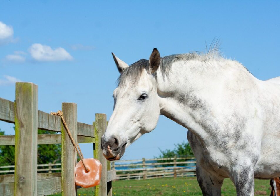 Gray horse enjoying a salt lick