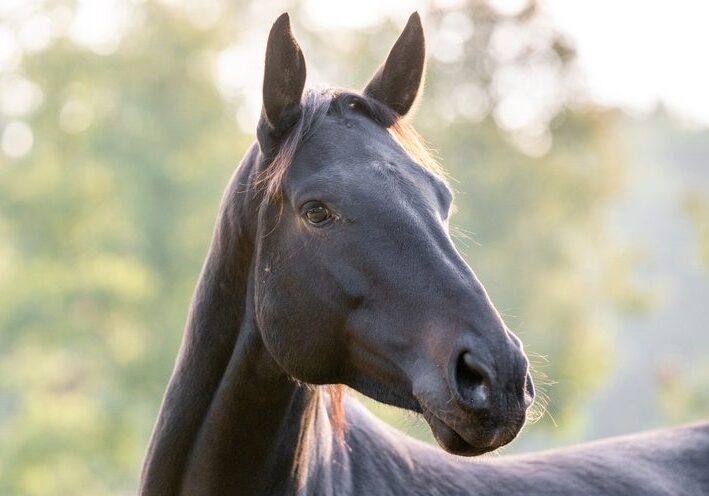 Black horse in a sunlit field