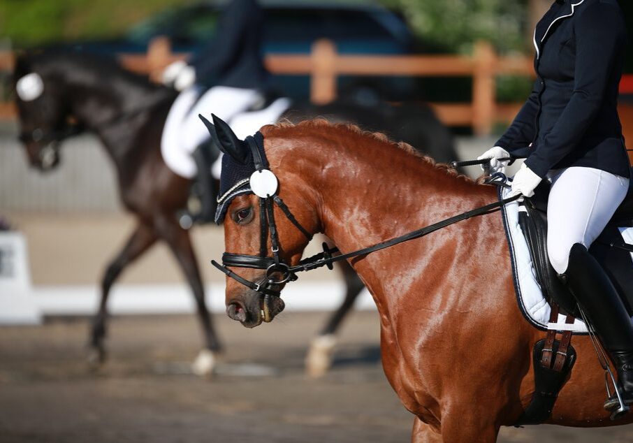 Horses and riders in dressage competition