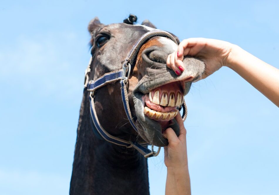 Horse showing teeth during dental check