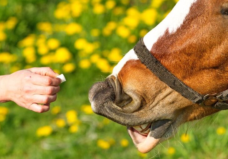 Close-up of horse eating from hand