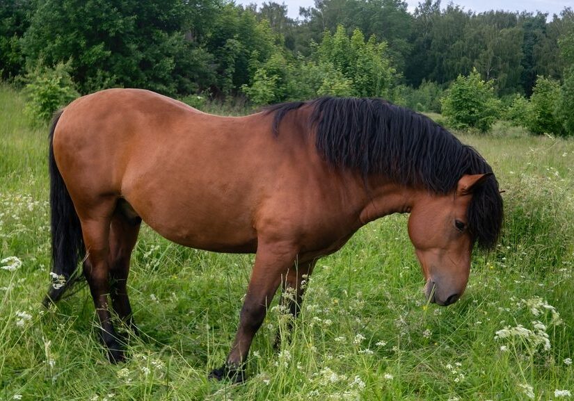Horse standing in a grassy field
