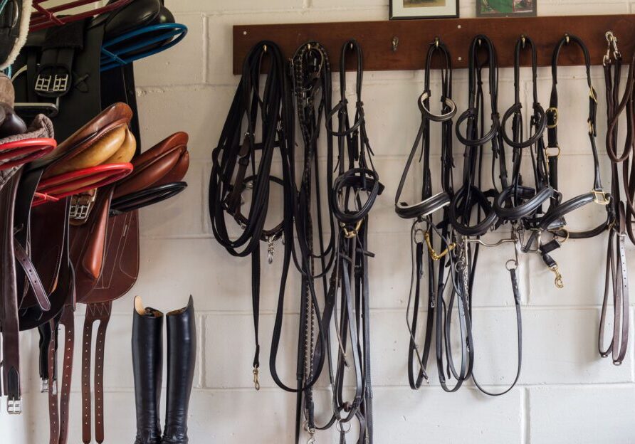 Saddles and bridles hanging in stable