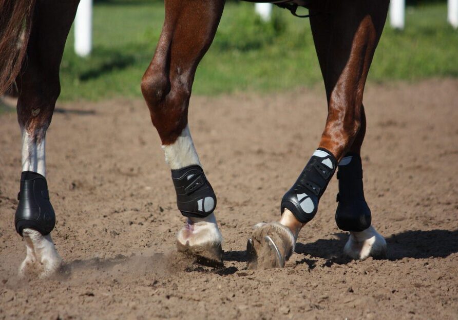 Equestrian horse legs wearing black gear