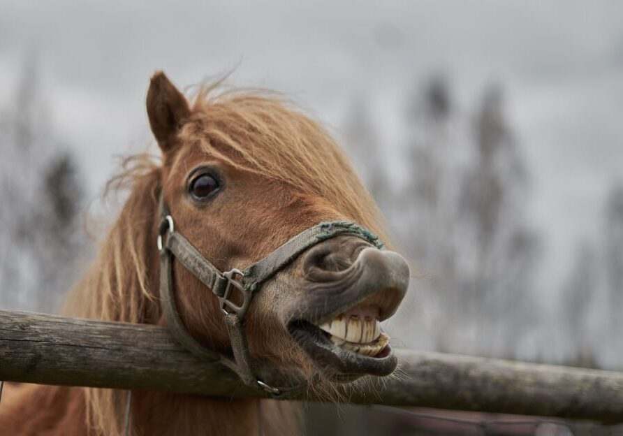 Brown horse grinning in cloudy field