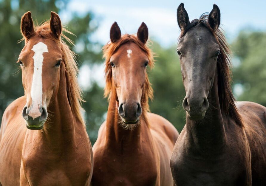 Trio of horses in a field